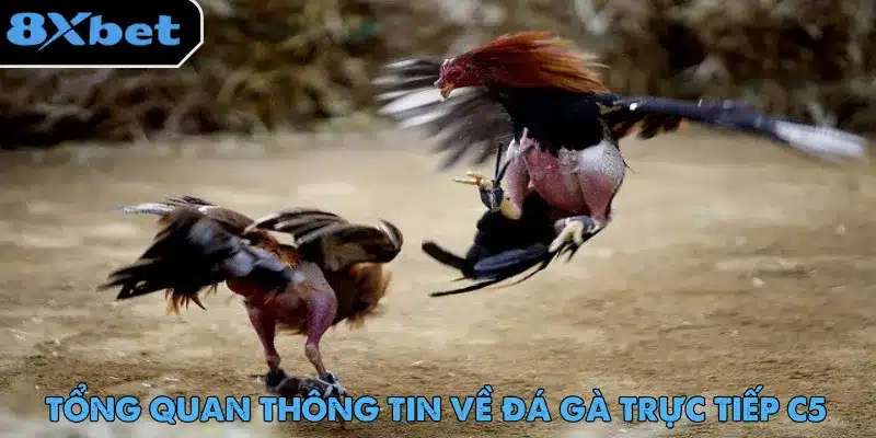 Đá Gà Trực Tiếp C5 - Trải Nghiệm Cược Hot Nhất 2025 1 Đá gà trực tiếp C5 với nhiều trận đấu phù hợp nhu cầu người chơi